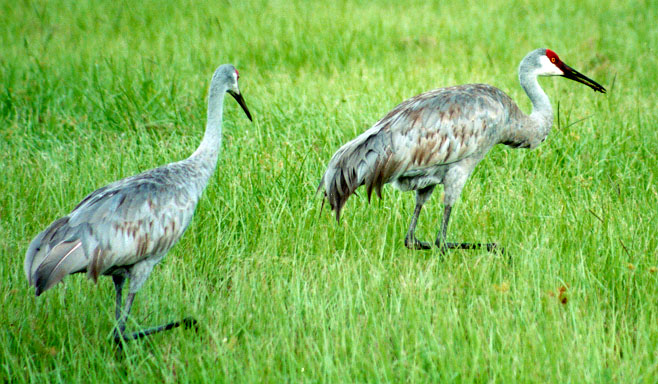 sandhill_crane.jpg (104494 bytes)