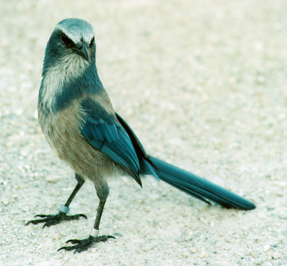 scrub_jay.jpg (123396 bytes)