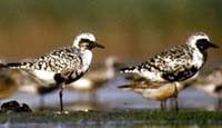 bbplover.jpg (5549 bytes)