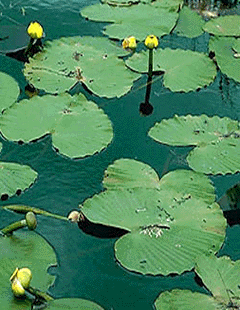 cowlily.gif (56643 bytes)