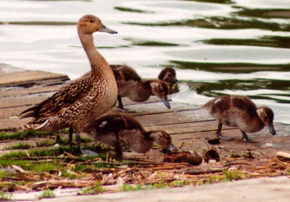 northern_pintail.jpg (79338 bytes)