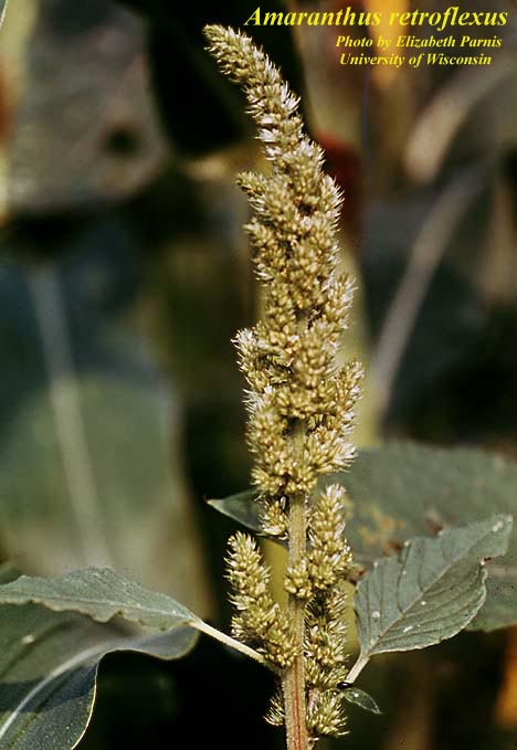 Amaranthus_retroflexus.jpg (55585 bytes)