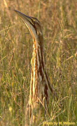 amerbittern.jpg (19128 bytes)