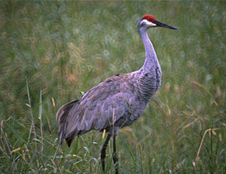 crane.jpg (30259 bytes)