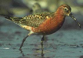 curlewsandpiper.jpg (13550 bytes)