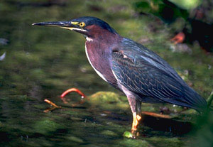 grheron.jpg (22217 bytes)