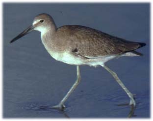 willet.jpg (8077 bytes)