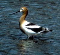 amavocet.jpg (7736 bytes)