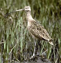 curlew.jpg (12678 bytes)