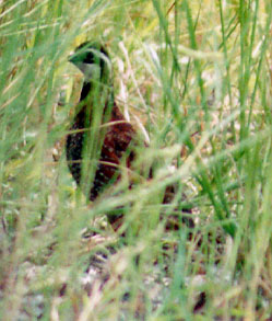 northern_bobwhite.jpg (35344 bytes)