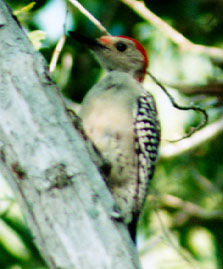 red_bellied_woodpecker.jpg (24937 bytes)