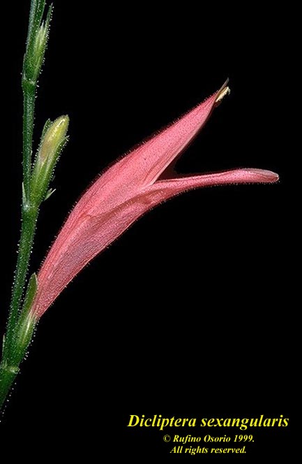 Dicliptera_sexangularis.jpg (36639 bytes)