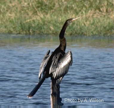 anhinga.jpg (17974 bytes)