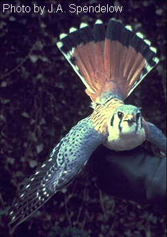 kestrel.jpg (13770 bytes)