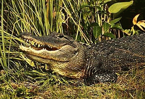 gatorsnap.gif (63924 bytes)