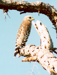 red_shouldered_hawk.jpg (36487 bytes)