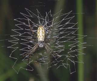 zebra spider web