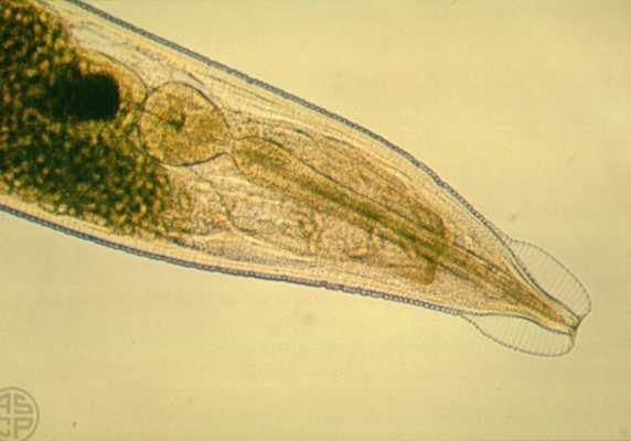 pinworm bulbus
