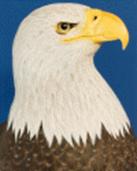 FGCU_Eagle_Head.gif (437504 bytes)