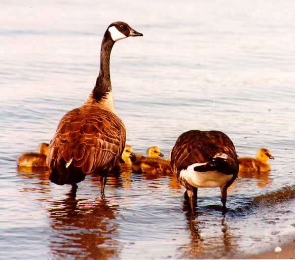 canada_goose.jpg (89312 bytes)