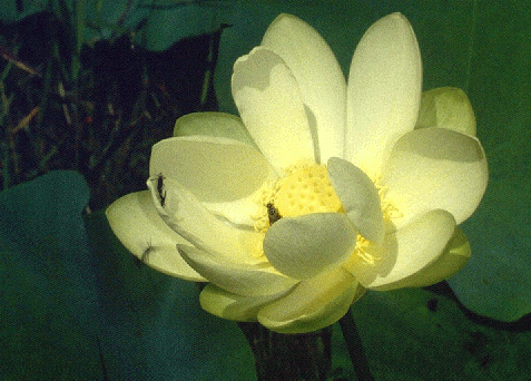 lotusflower.gif (121154 bytes)
