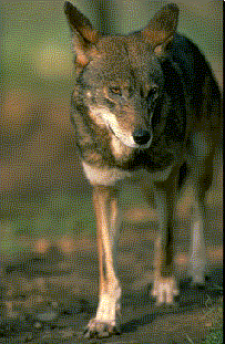 redwolf.gif (30159 bytes)