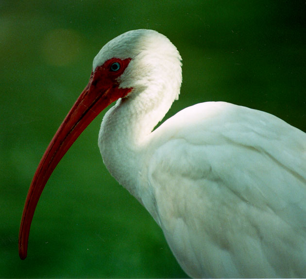 white_ibis.jpg (56785 bytes)