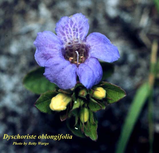 Dyschoriste_oblongifolia.jpg (38965 bytes)