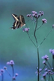 butterflysnap.gif (32248 bytes)