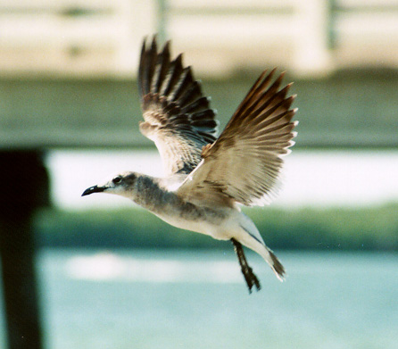 laughing_gull.jpg (62757 bytes)